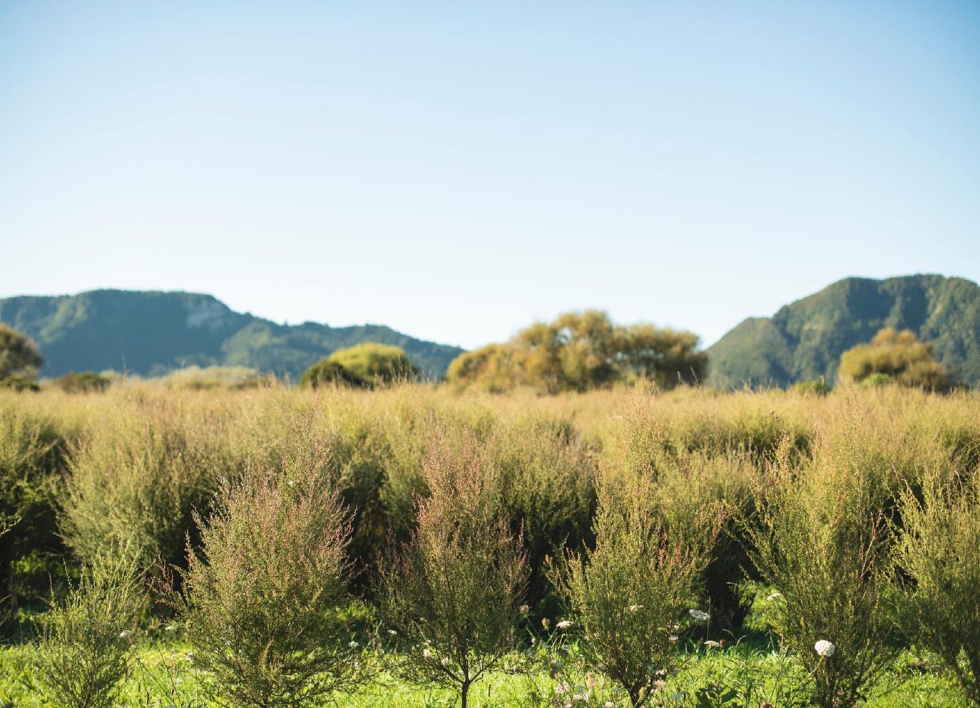 Mānuka shrubs in a New Zealand landscape